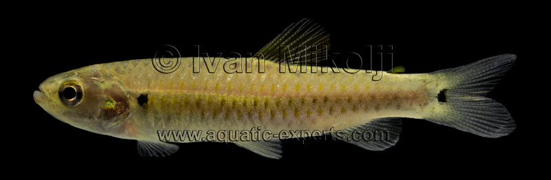 Lebiasina yuruaniensis